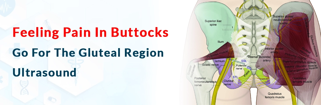 Feeling Pain In Buttocks, Go For The Gluteal Region Ultrasound